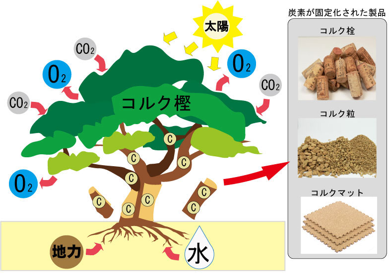 コルクの炭素吸収