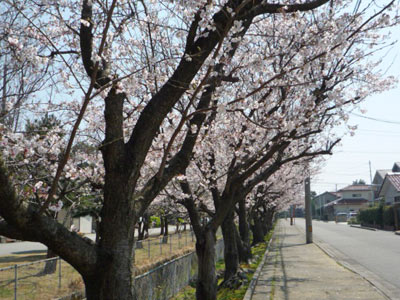 テラの町内の桜