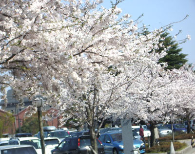金沢市内の桜
