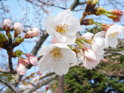 2010年金沢の桜