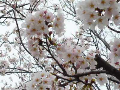 松任市内の桜も満開！