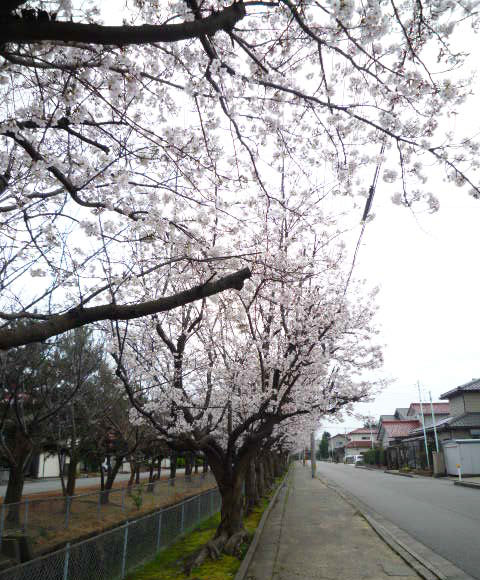 松任市内住宅街の桜