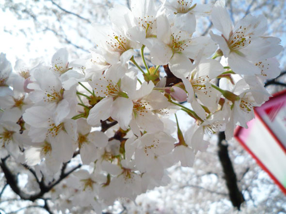 桜はきれいに開いていました
