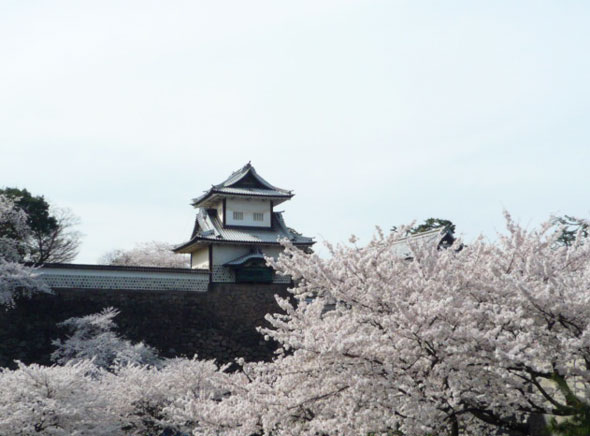 兼六園の桜と石川門