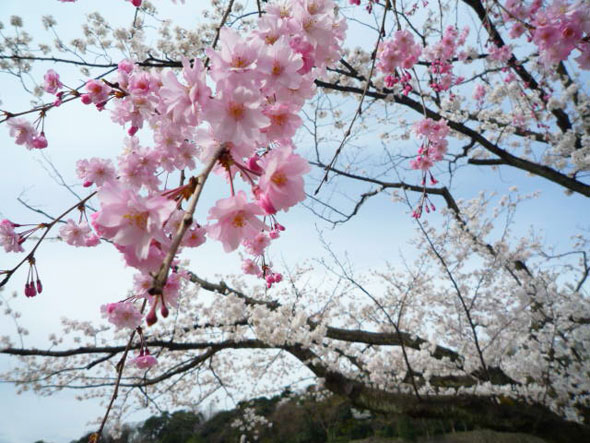 石川県政記念 しいのき迎賓館の桜