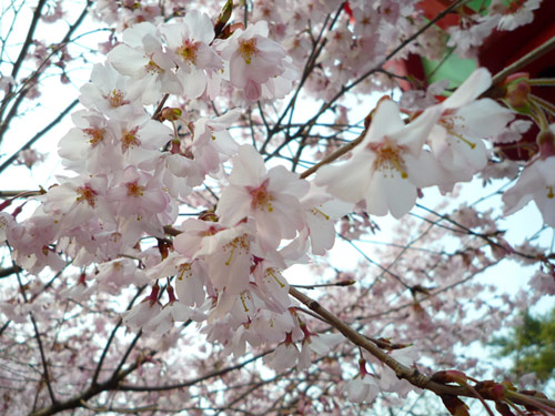花見2011年春