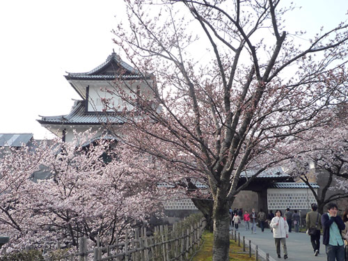 石川門前の桜