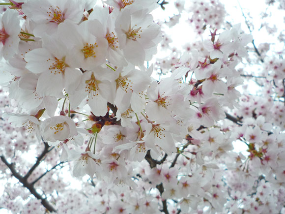 卯辰山公園の桜